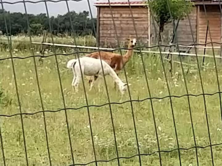 Belle Maison Du Quercy Septfonds Eksteriør billede