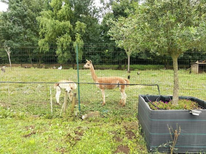 Belle Maison Du Quercy Septfonds Eksteriør billede
